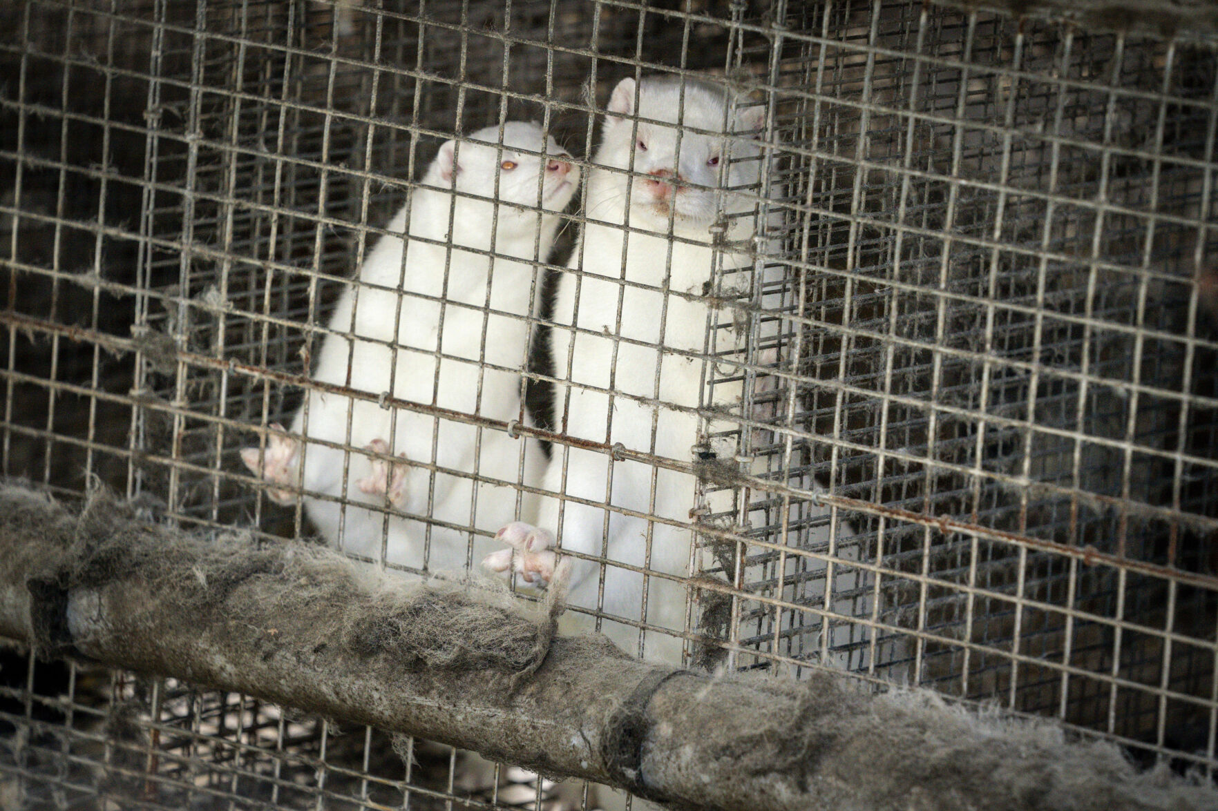 Virus Outbreak Denmark Mink